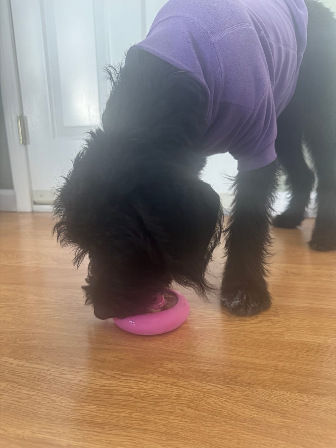 Customer photo review of Freez Doughnut - Super Durable Treat Toy