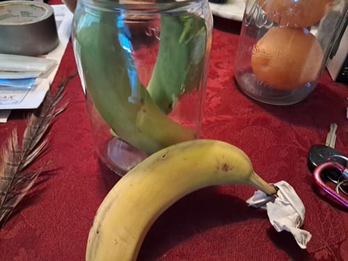 Customer showing bananas stored in a large mason jar, demonstrating the use of the Mason Genie for fruit preservation.