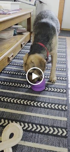 Customer video review of Freezball - Durable Fillable Dog Chew Bone