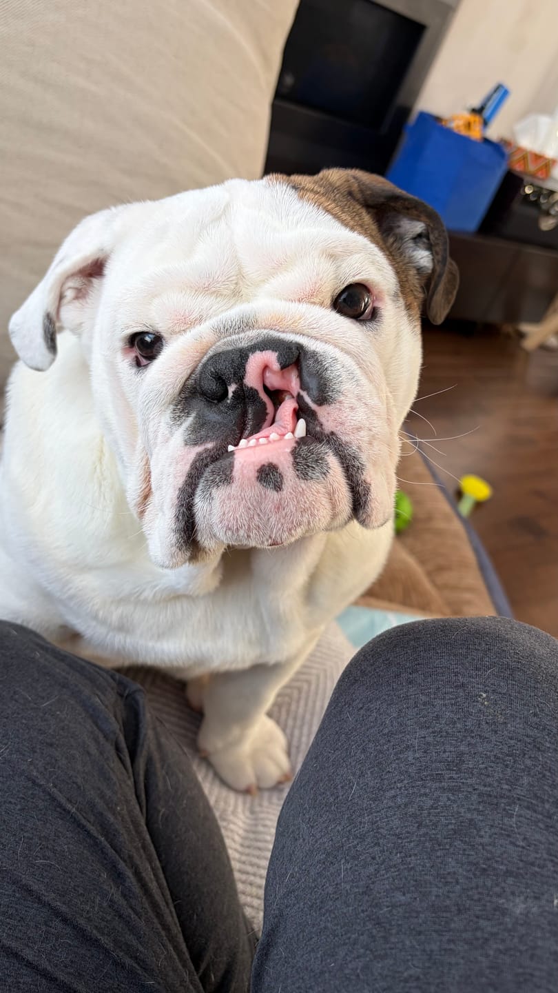 Customer photo review of Bold By Nature - Mega Viande crue pour chien