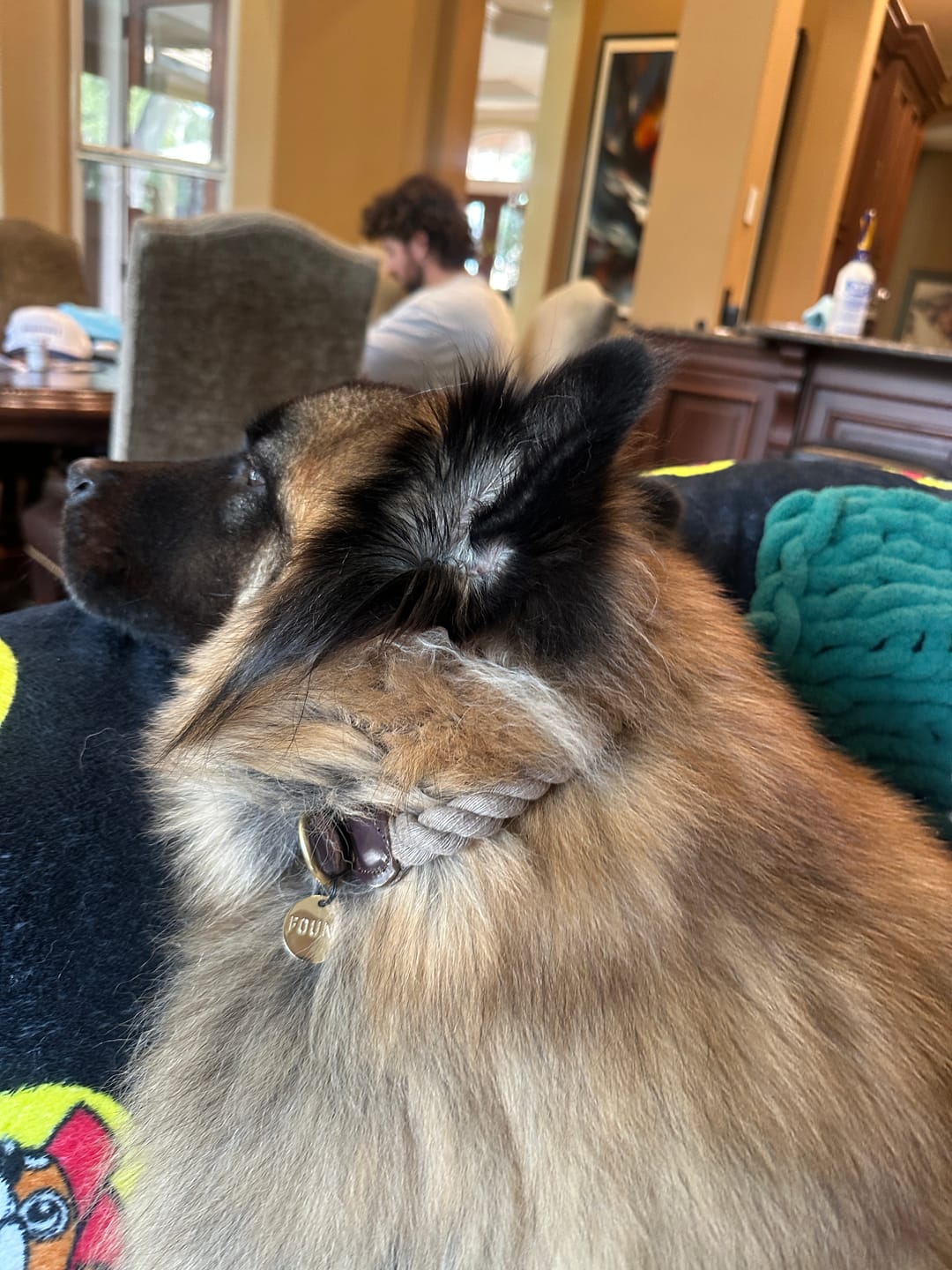 Customer photo review of Dark Tan Rope & Leather Cat & Dog Collar