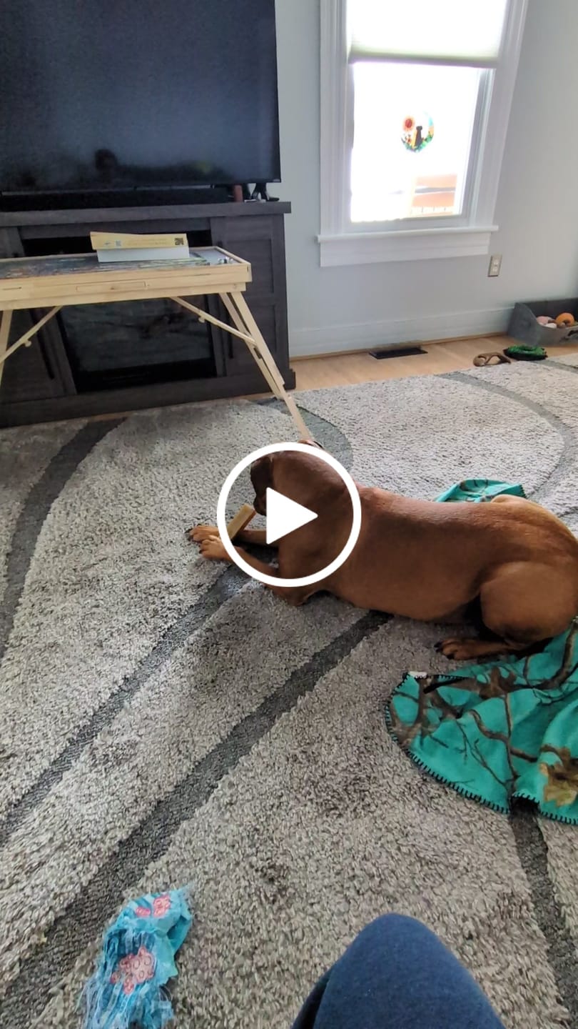 Customer video review of Himalayan Yak Chew (MEGA)
