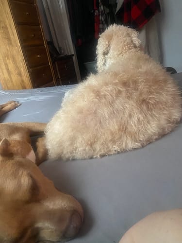 Reviewer's two dogs, a fluffy cream-colored dog and a tan dog, resting together on a bed.