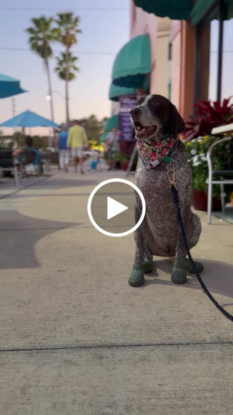 Customer video review of Navy Rope Dog Leash, Adjustable & Handcrafted - Found My Animal