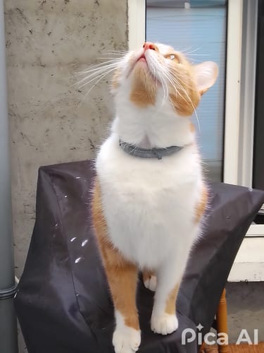 Le chat roux et blanc d'un client, en pleine santé avec un poil superbe, après avoir utilisé les Probiotiques Chat.