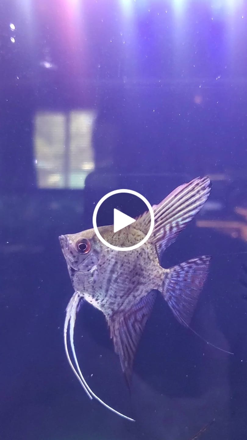 Customer video review of Leopard Angelfish