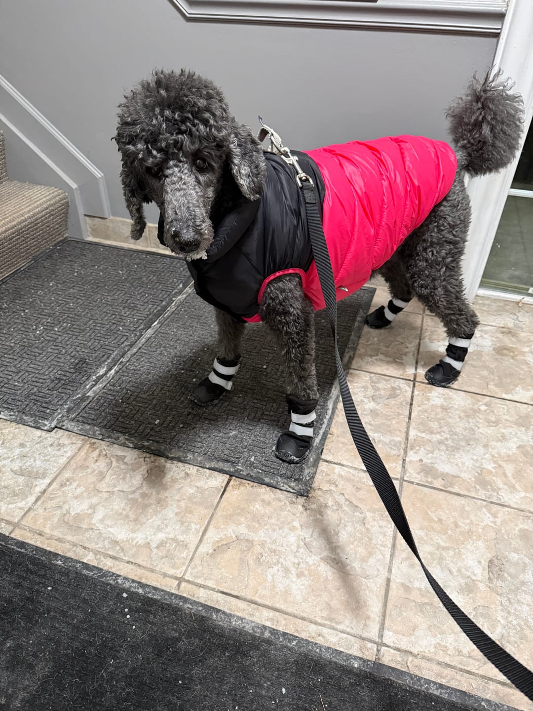 Customer photo review of Flex Shell Waterproof Dog Boots