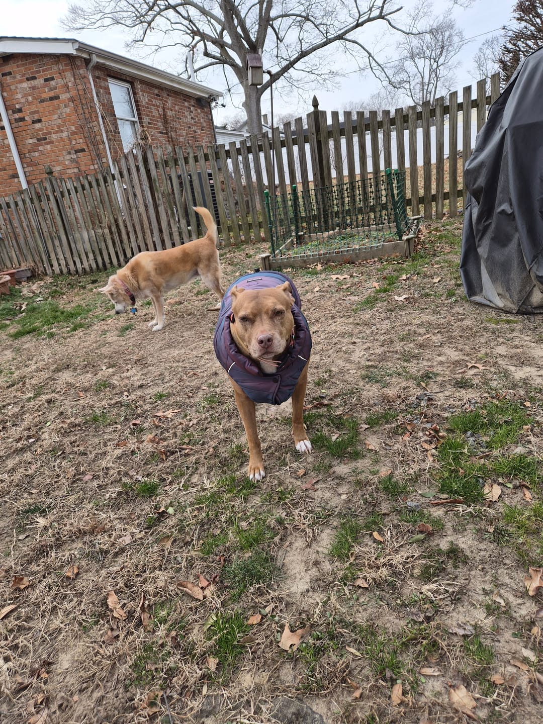Customer photo review of WarmShield Water-Resistant Jacket - Cosmic