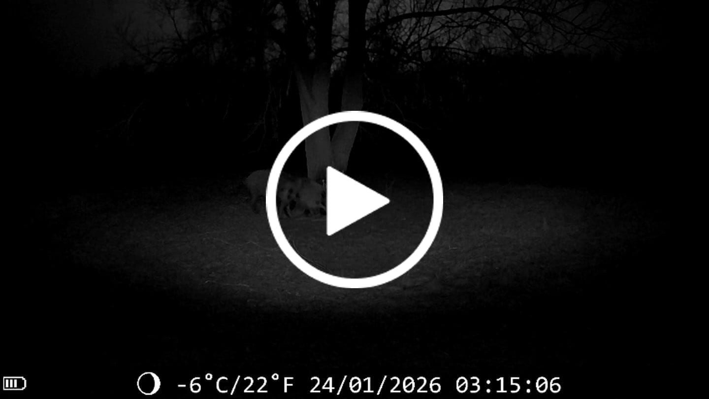 Customer video review of Teer-Plus Wildlockmittel - Schwarzwild
