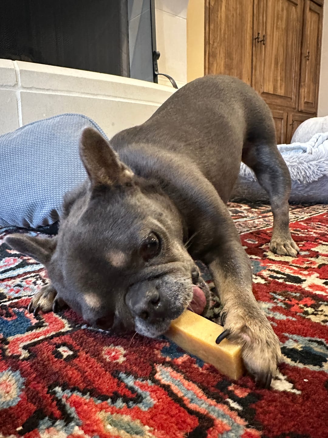 Customer photo review of Himalayan Yak Cheese Chew Dog Treat