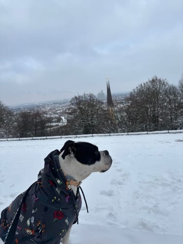 Customer's dog wearing a patterned Dog Hoodie Prints in a snowy field with a city view.