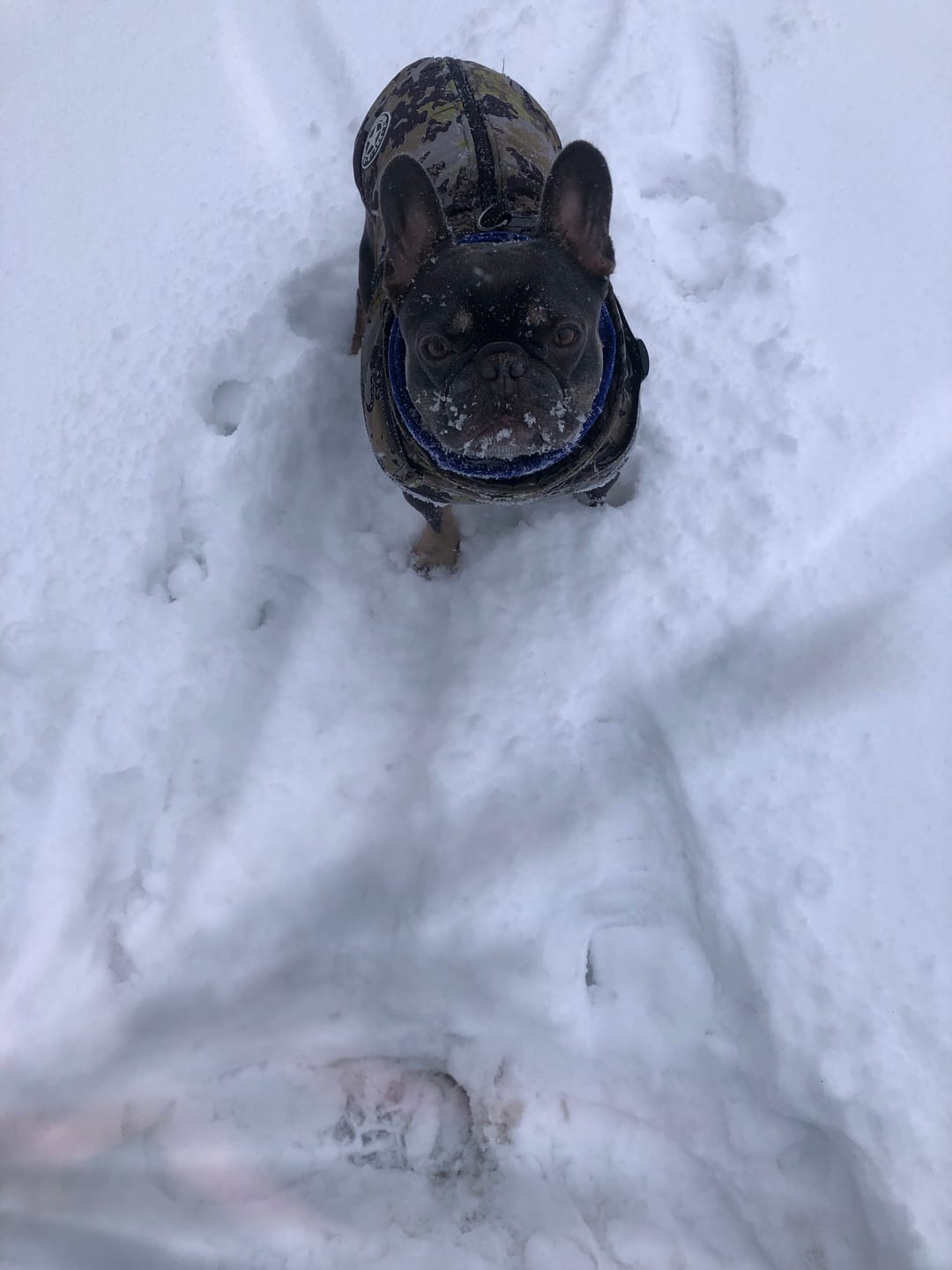 Customer photo review of Emmalove - Wasserdichter Hundemantel Extreme