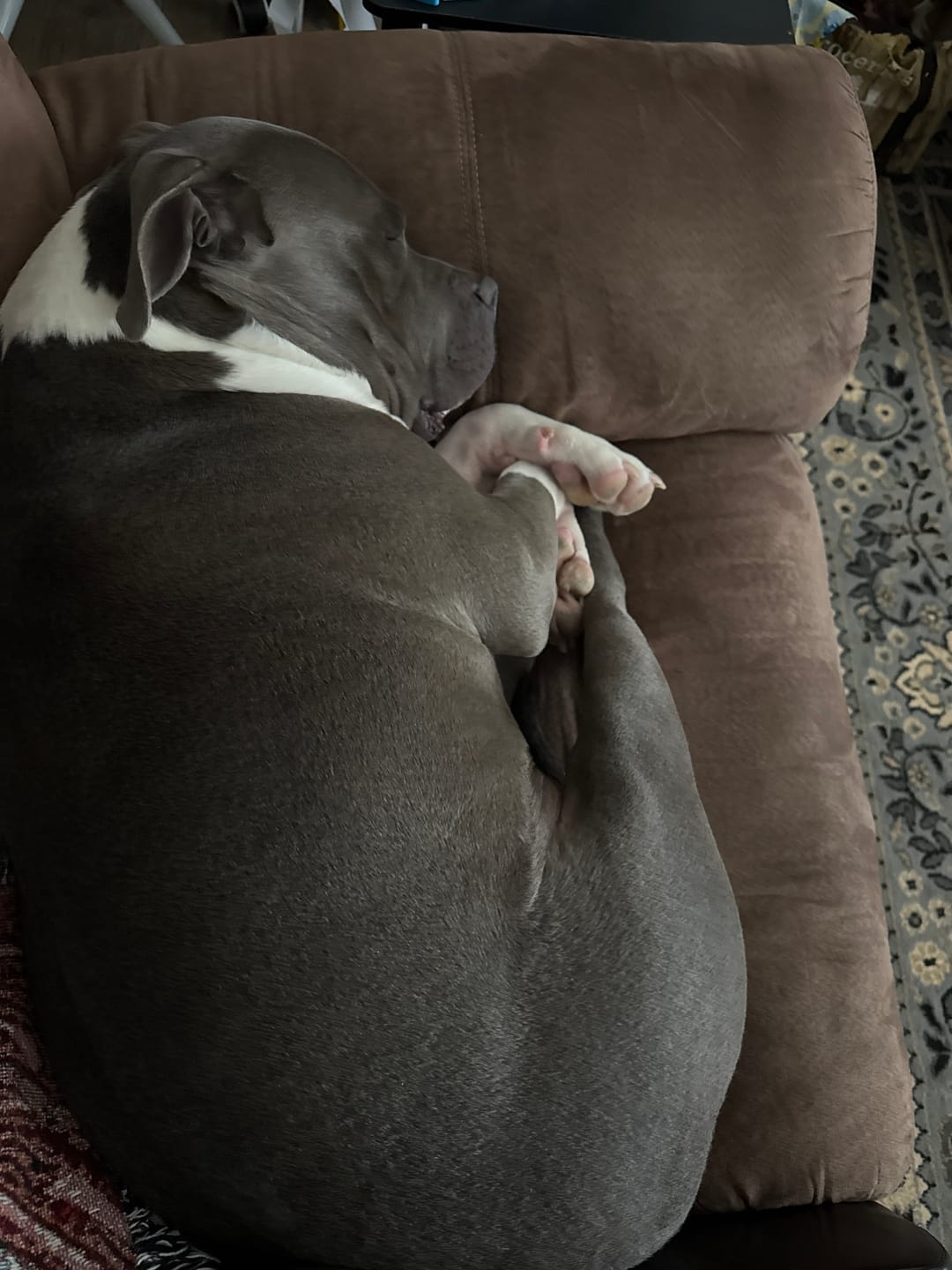 Customer photo review of Himalayan Yak Chew (MEDIUM)
