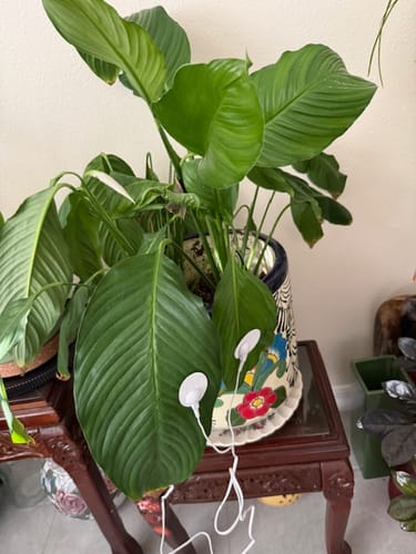 Customer photo review of PlantWave