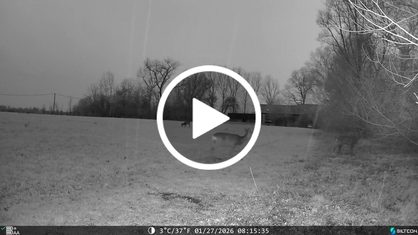 Customer video review of Siltcon® Wildcamera met Zonnepaneel 8K