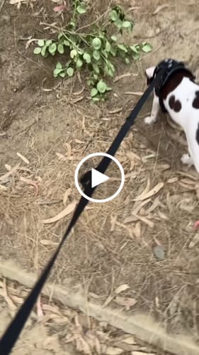 Customer video review of Correa Multienganche para Perros  | PVC | 3 mts | Black