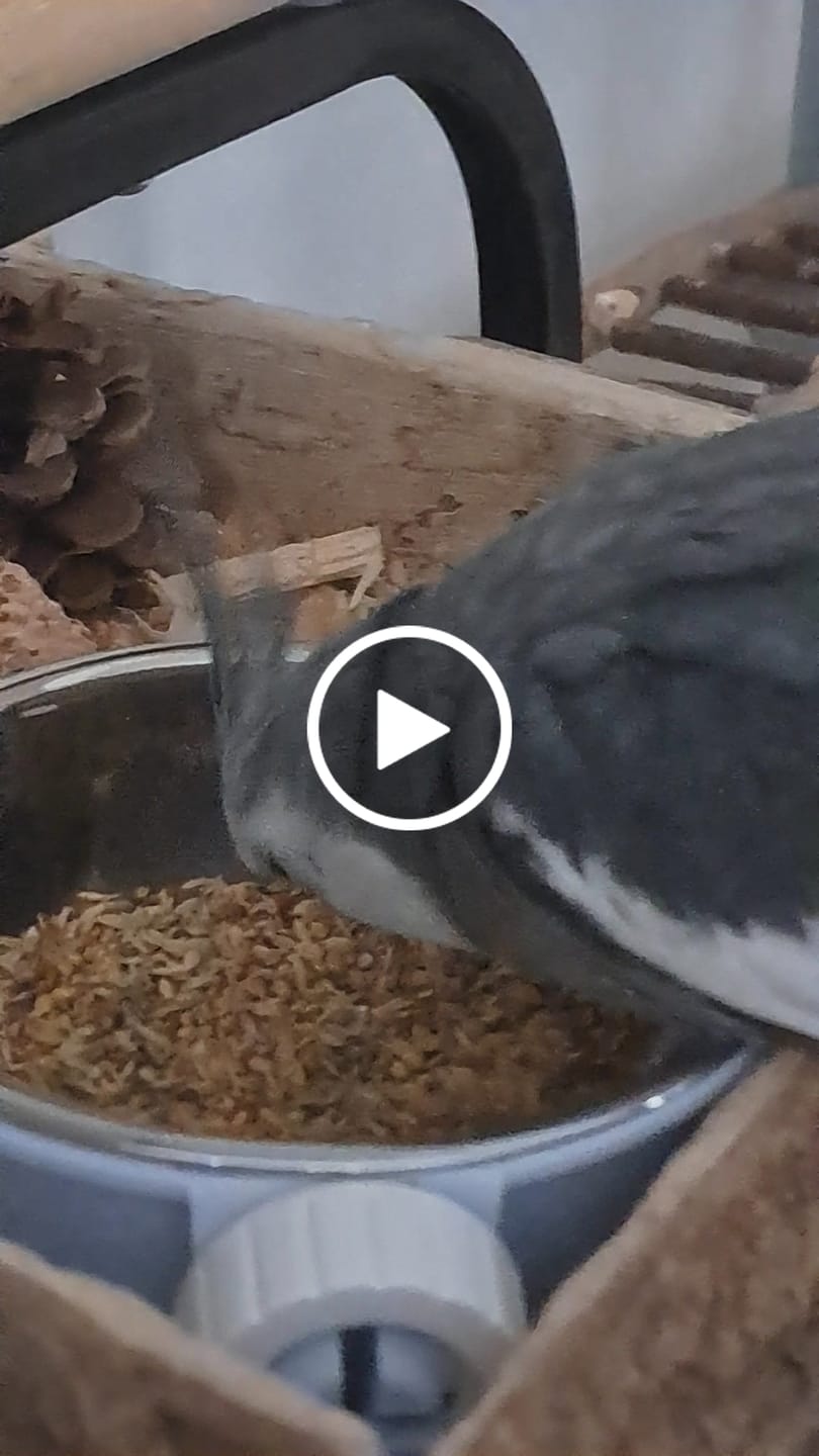 Customer video review of Welli Mix 1