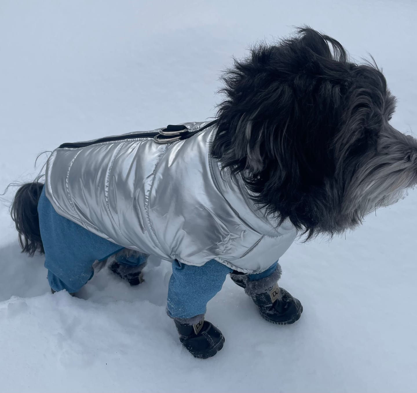 Customer photo review of PETASIA Stylish Dog Boots