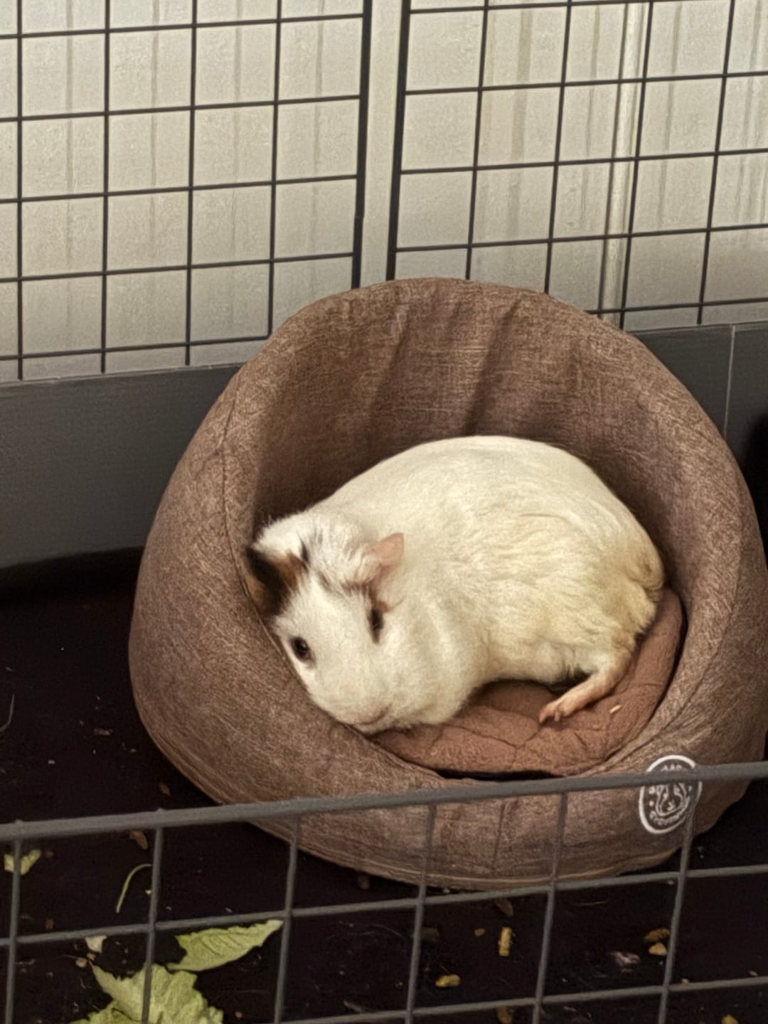 Customer photo review of GuineaDad Comfy Couch Memory Foam Sofa