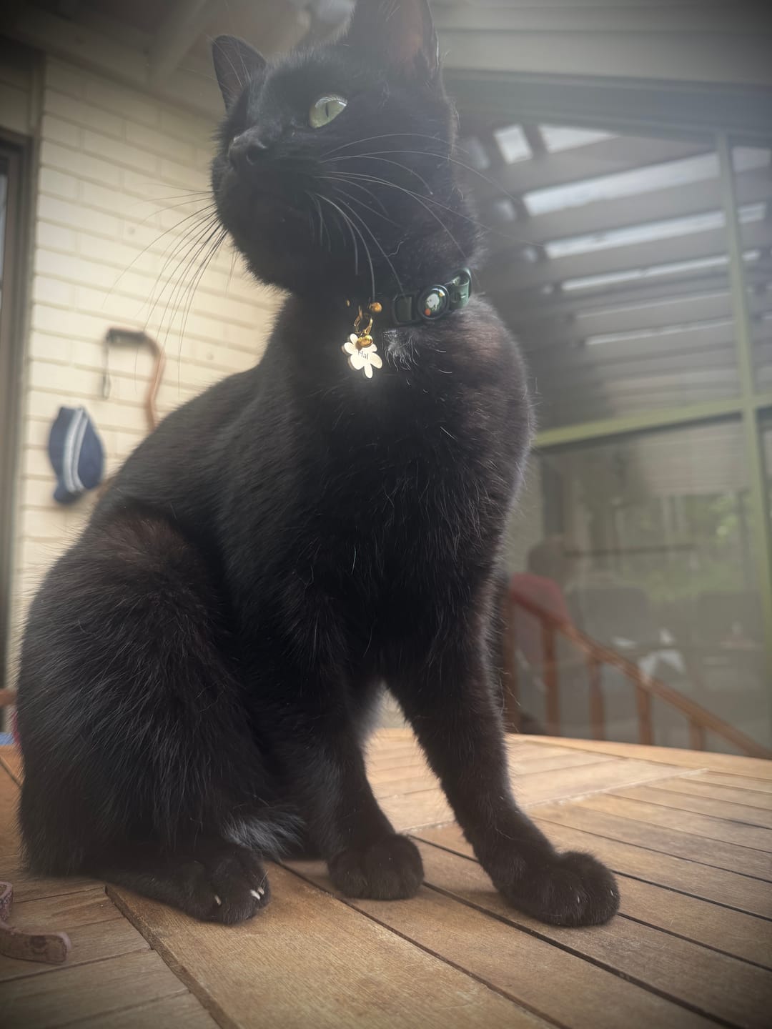 Customer photo review of Fleur Pet ID Tag