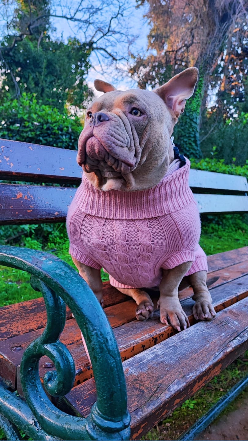 Customer photo review of Cable Knit Dog Sweater - Pink