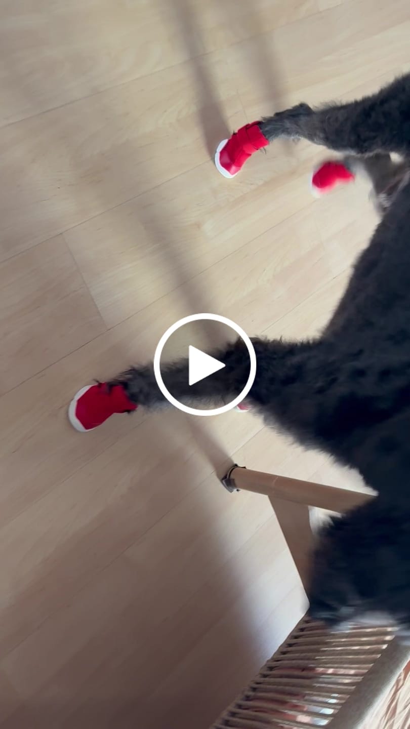 Customer video review of Caesar 1