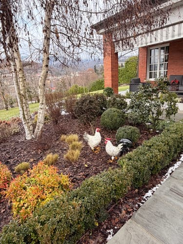 Customer photo review of Gallina Decorativa in Ferro Bicolore