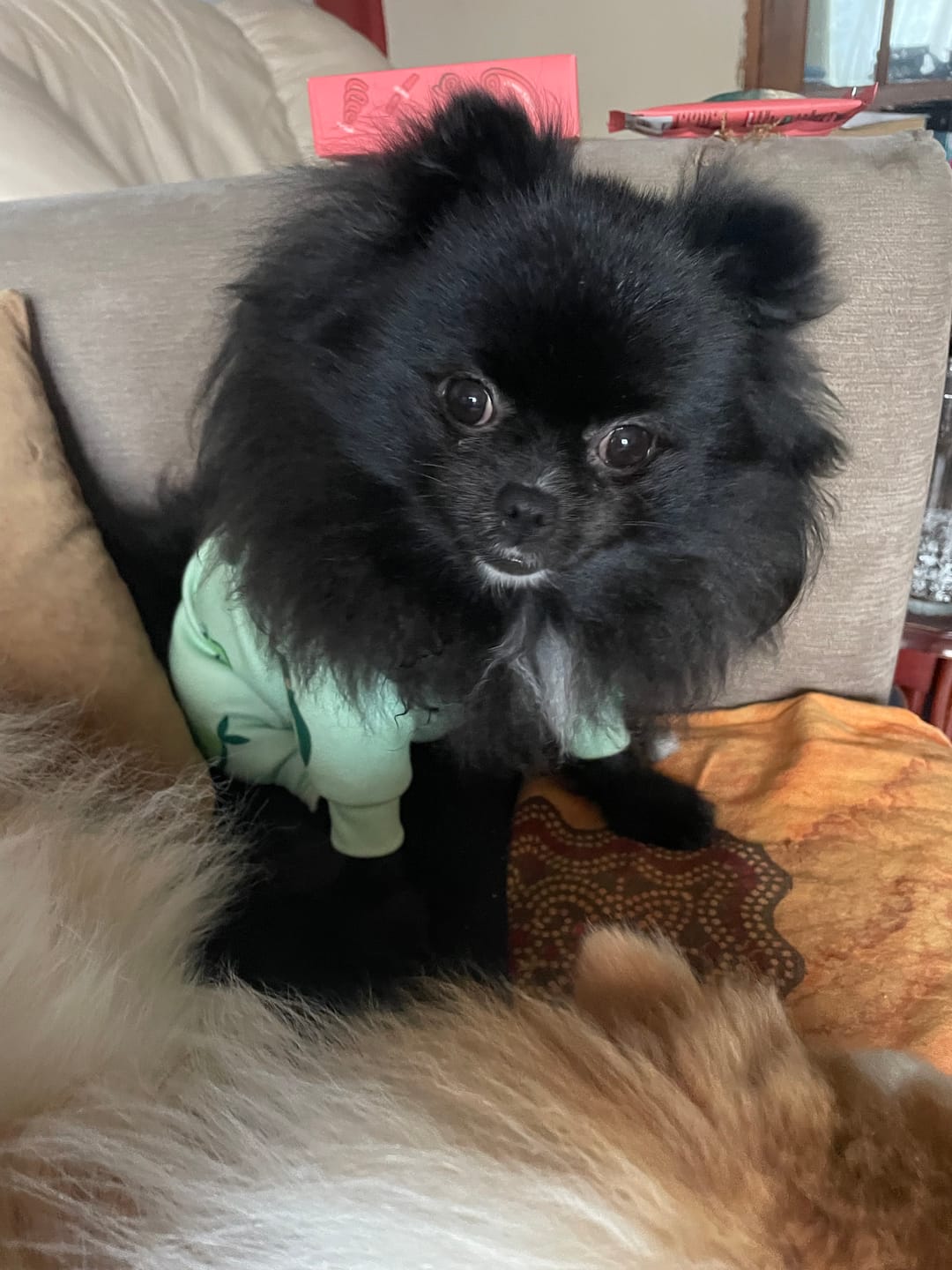 Customer photo review of Dog Pajama - Avocado