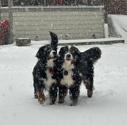 Customer photo review of 1-TDC  Oral Health + Mobility Support for Dogs