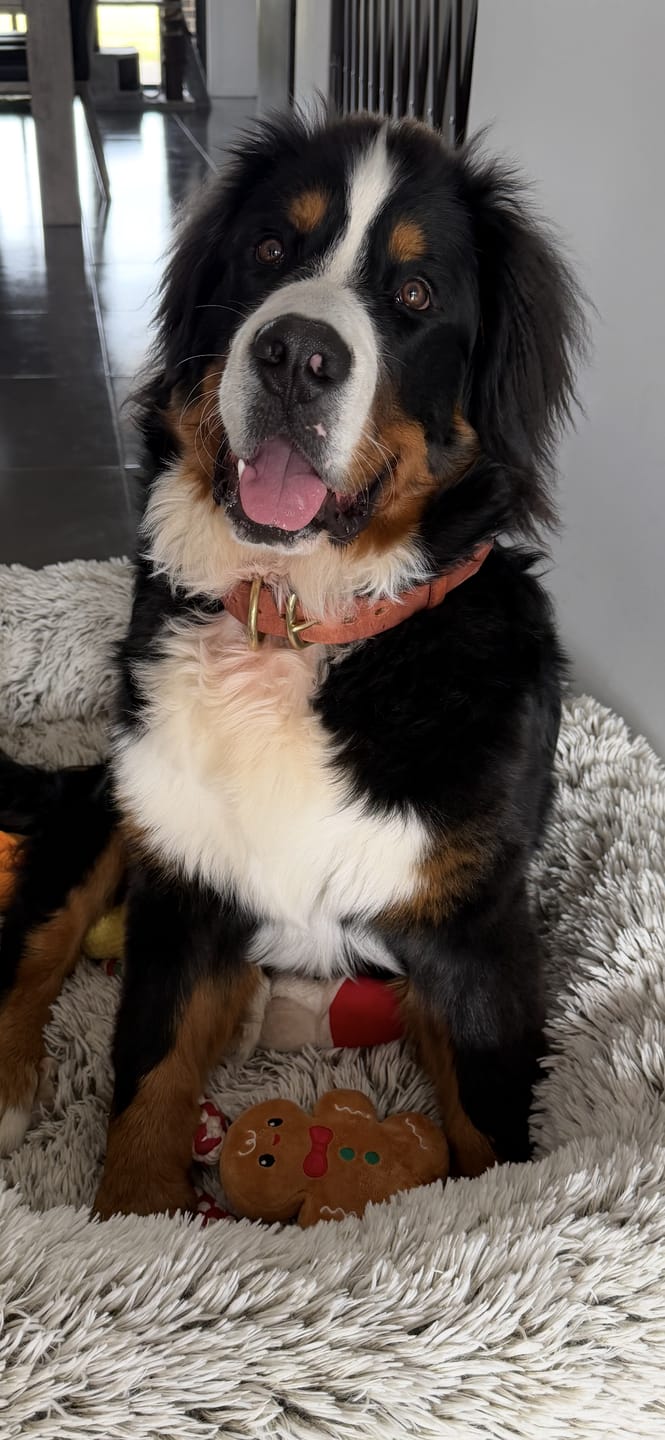 Customer photo review of BIG Dog Collar
