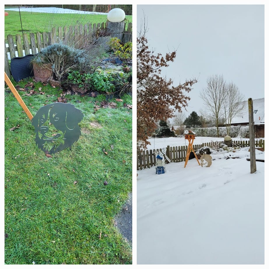 Customer photo review of Gartenstecker Berner Sennenhund Portrait