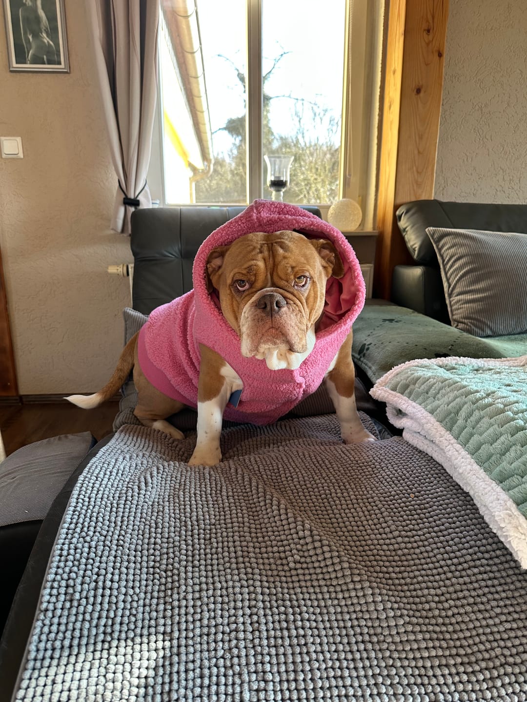Customer photo review of Teddy Sherpa Dog Jackets