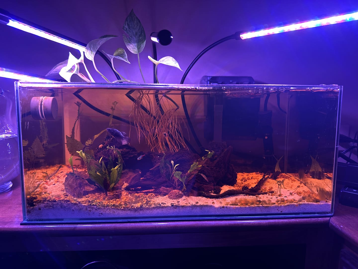 Customer photo review of Chocolate Shrimp