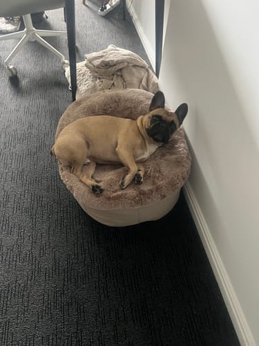 Customer photo review of Small Luxury Dog Bed - Interior/Outdoor