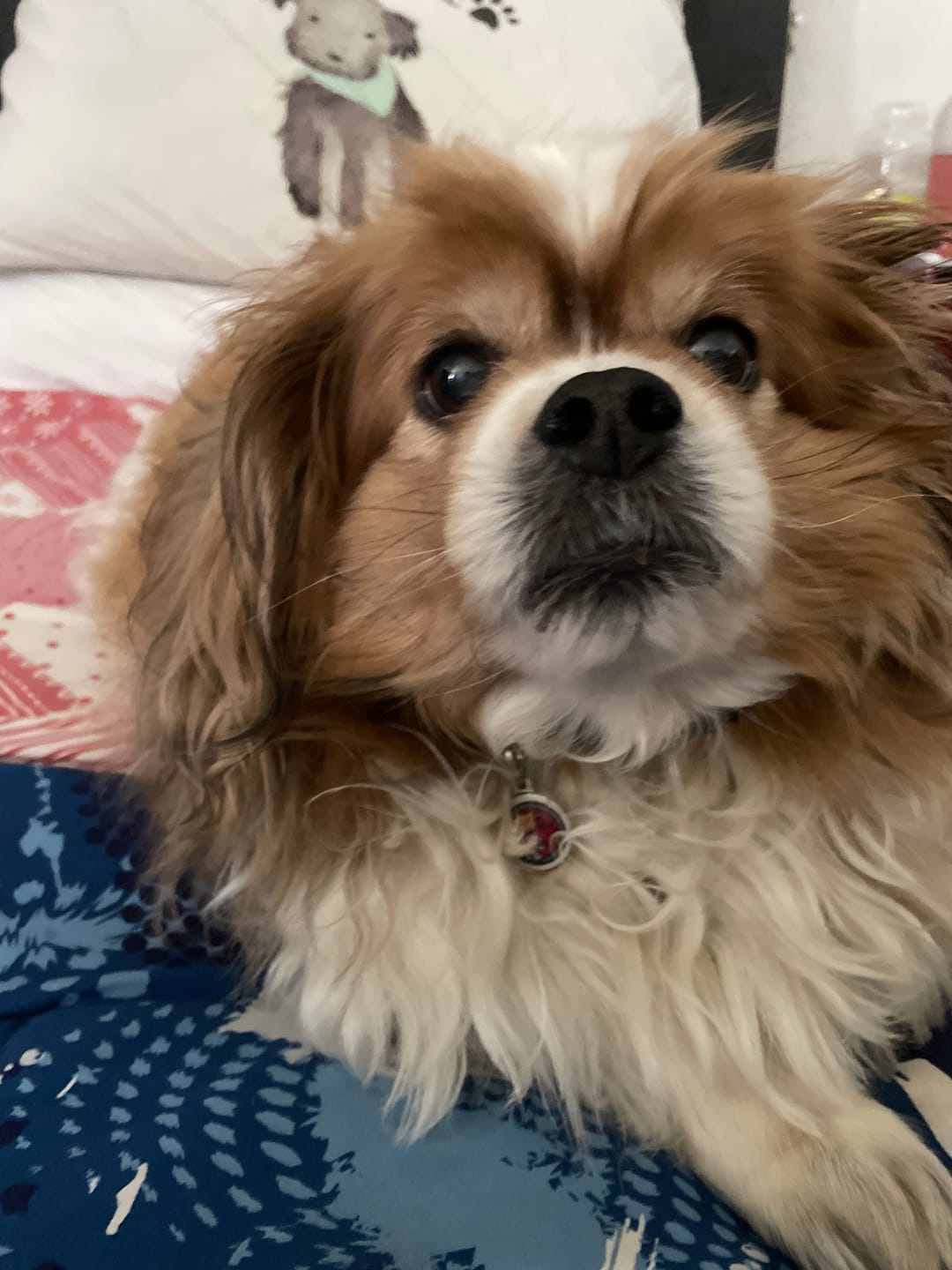 Customer photo review of Zombie Squad Red Pet ID Tag