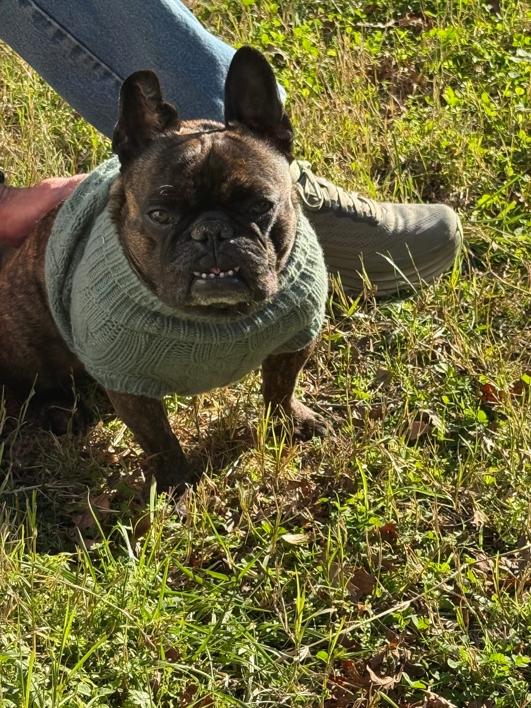Customer photo review of Cable Knit Dog Sweaters