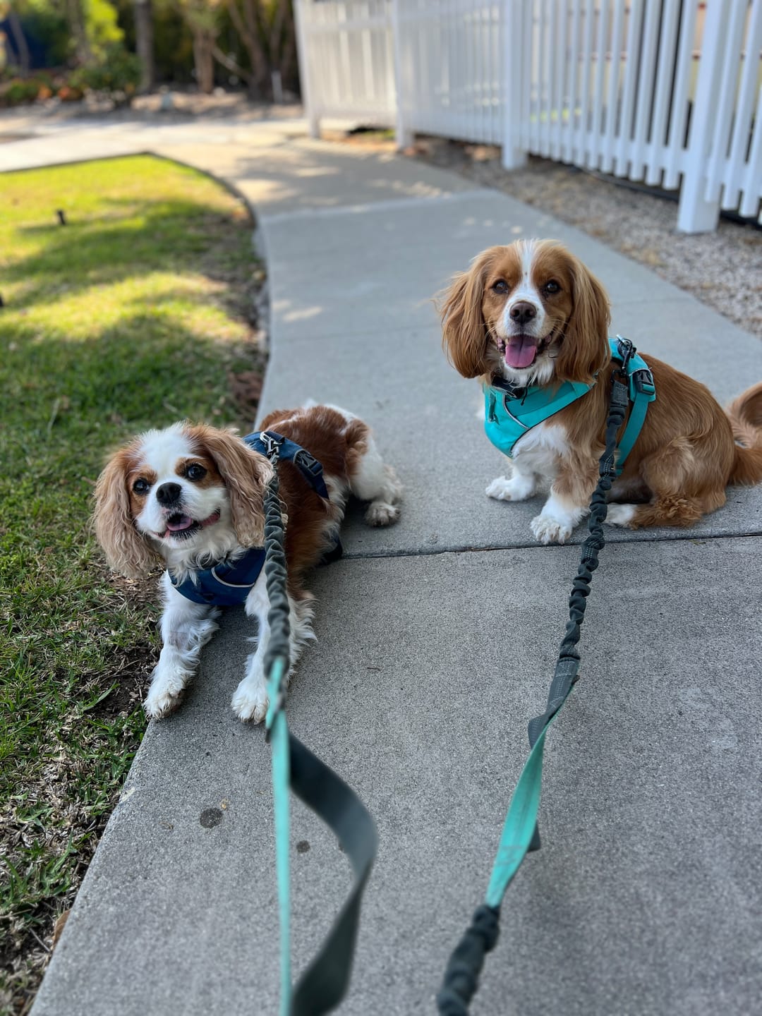 Customer photo review of Pet Probiotic Shampoo