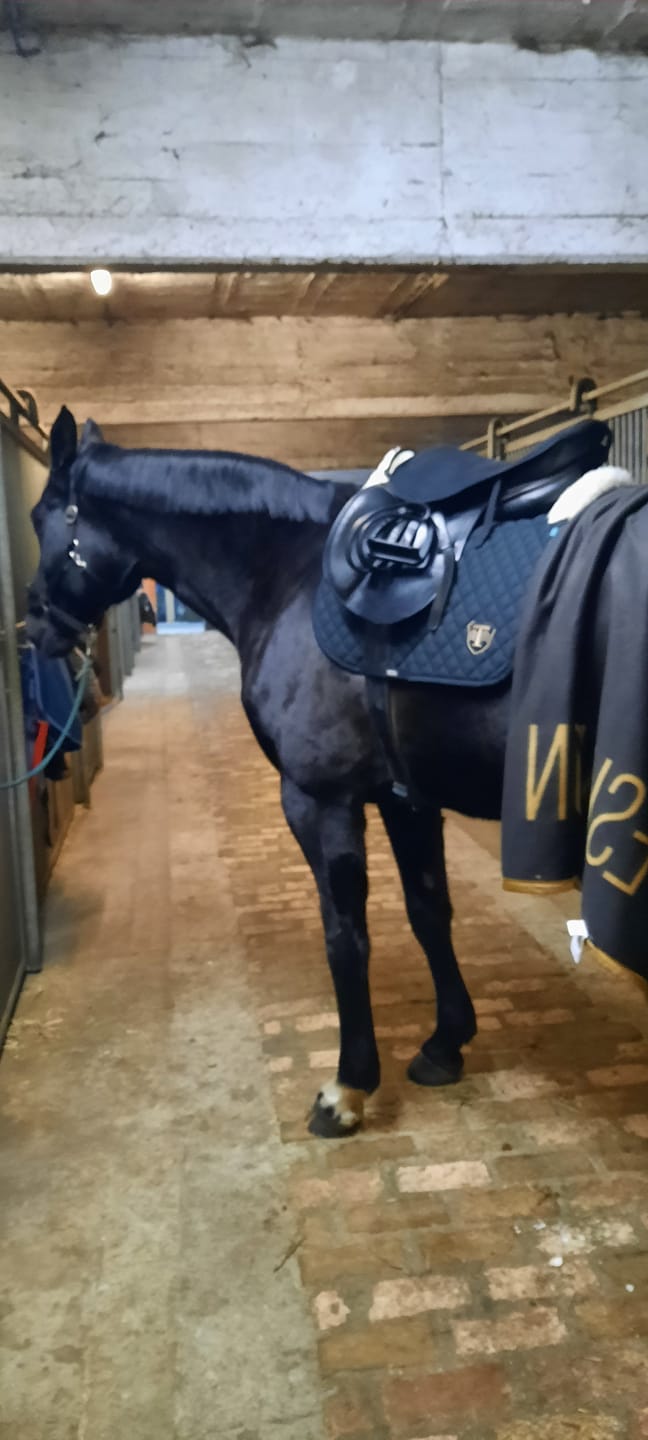 Customer photo review of TORPOL® Schabracke EVO Magnetfeld Nelson™ Spring/Dressur