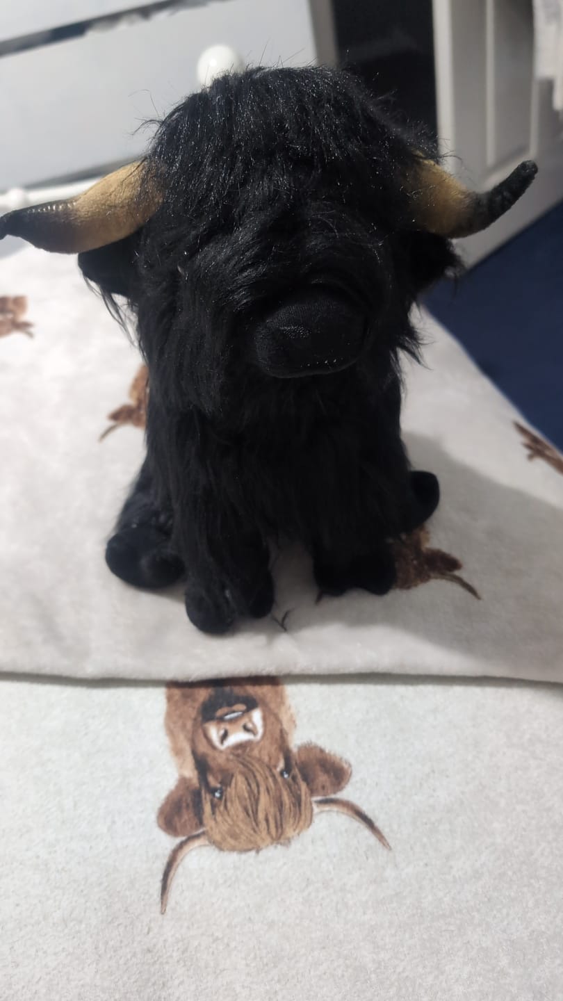 Customer photo review of Hairy Highland Cow Plushie