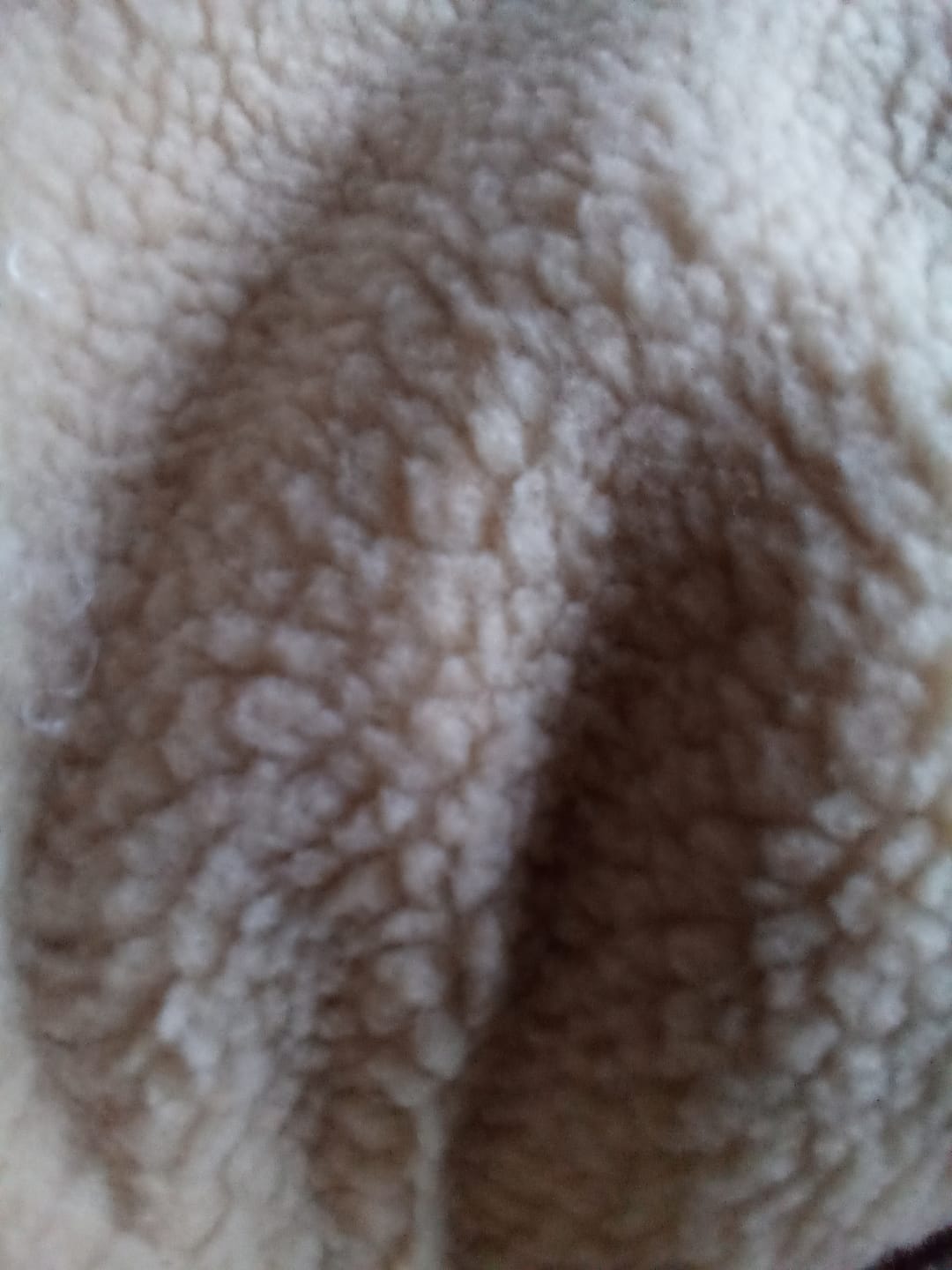 Customer photo review of Sherpa Faux Fur Fabric