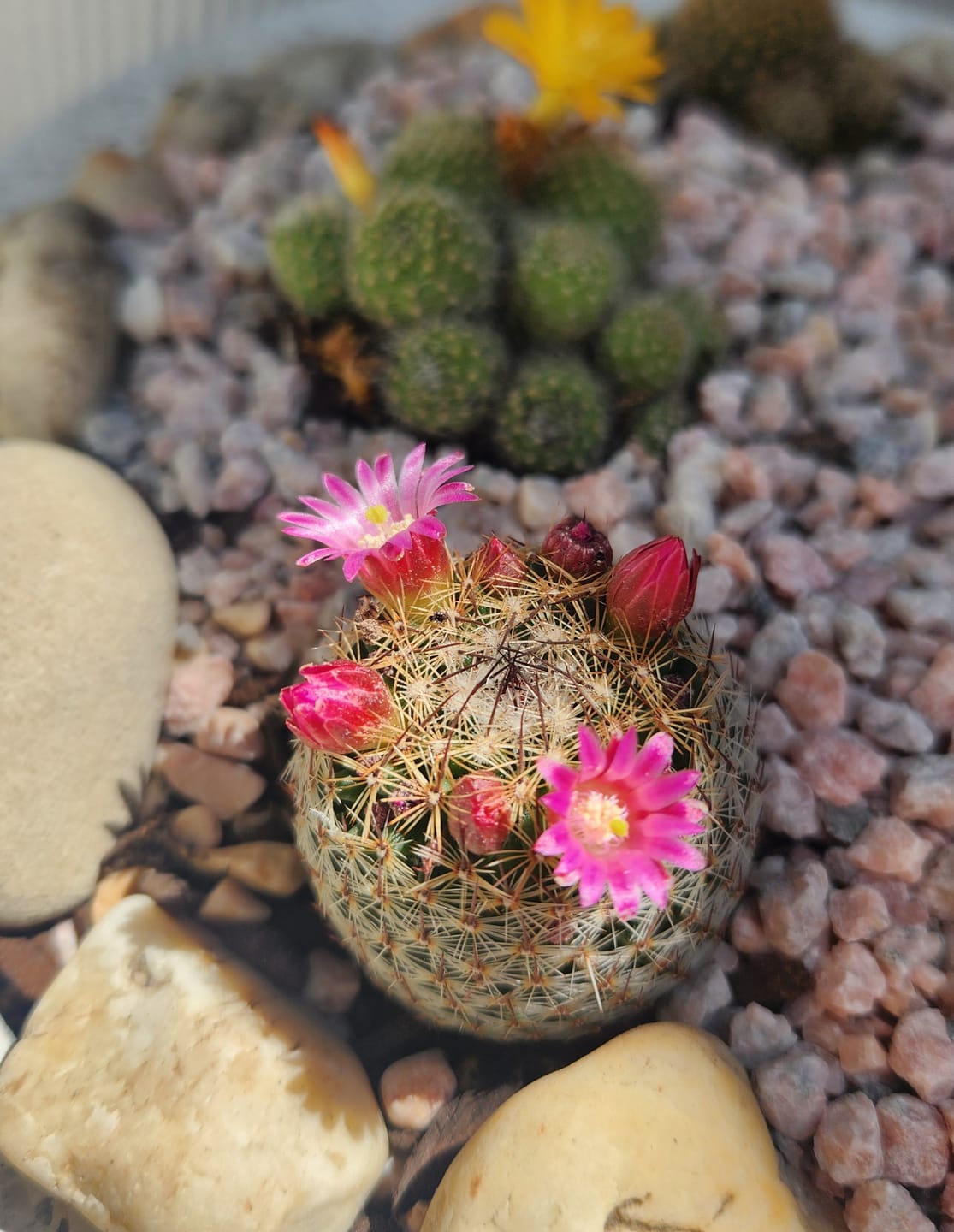 Customer photo review of Mammillaria matudae
