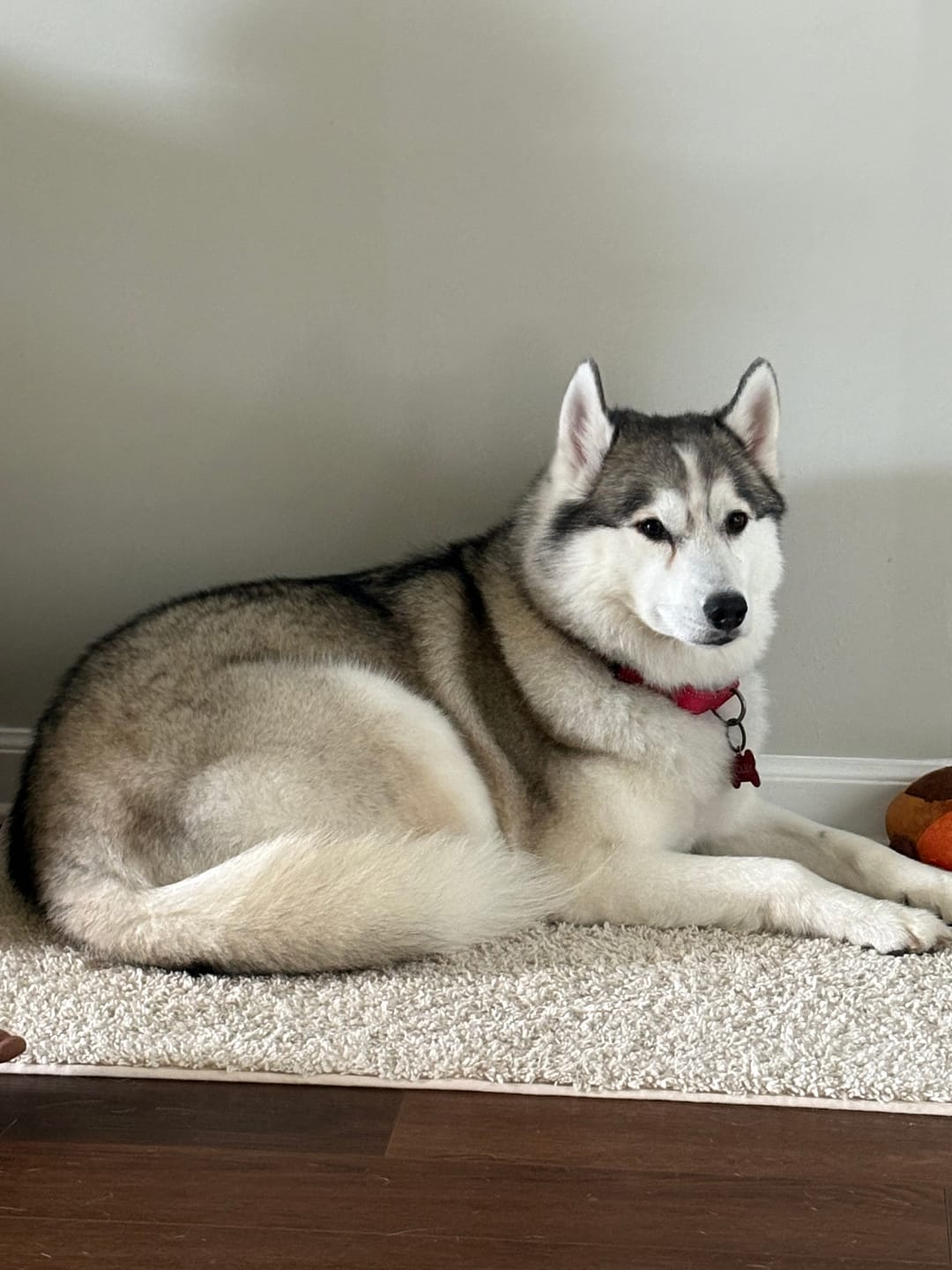 Customer photo review of Savannah Chewy Ostrich Tendon Mix (3oz): The Protein-Packed, Hypoallergenic Chew for All Dogs