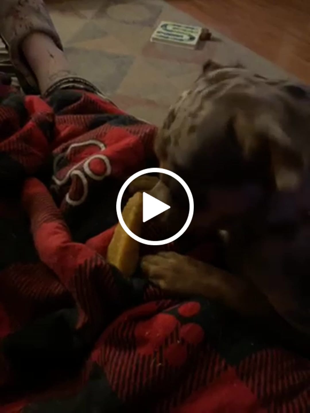 Customer video review of 1 LB Chew Pack
