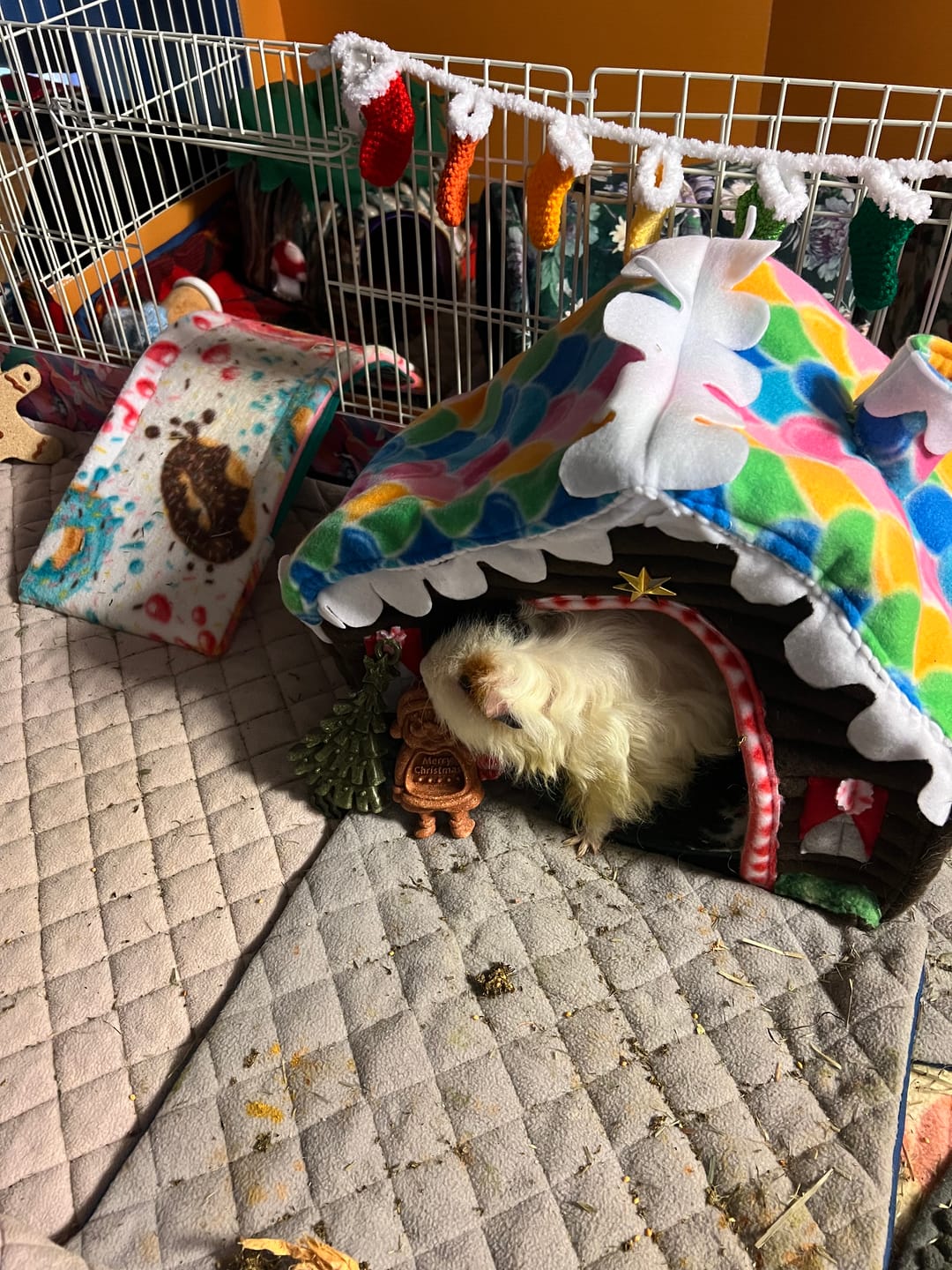 Customer photo review of GuineaDad Premium Guinea Pig Pee Pads (Pack of 5)