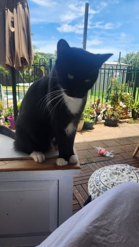 Customer photo review of Fit Litter PLUS - 3 month supply - 2 cat