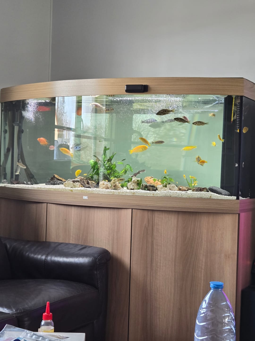 Customer photo review of Aquarium Vision 260 LED Chêne Tout Équipé JUWEL - 260L