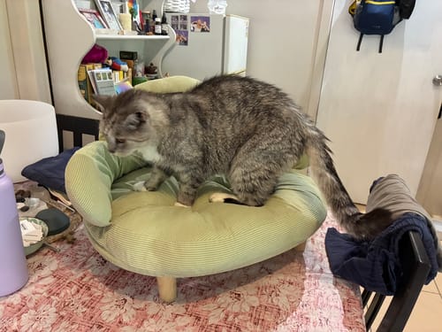 Reviewer's grey cat climbing into the green CloudNest Elevated Pet Sofa Bed on a kitchen table.