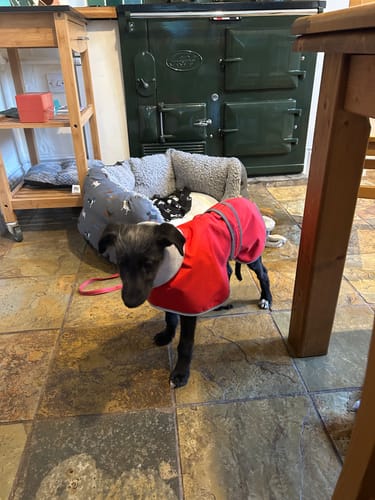 Customer photo review of Romanico - Sighthound Coat with Harness Hole & Snood