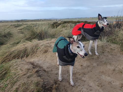 Customer photo review of Blaze - Summer/Winter Sighthound Coat with Harness Hole
