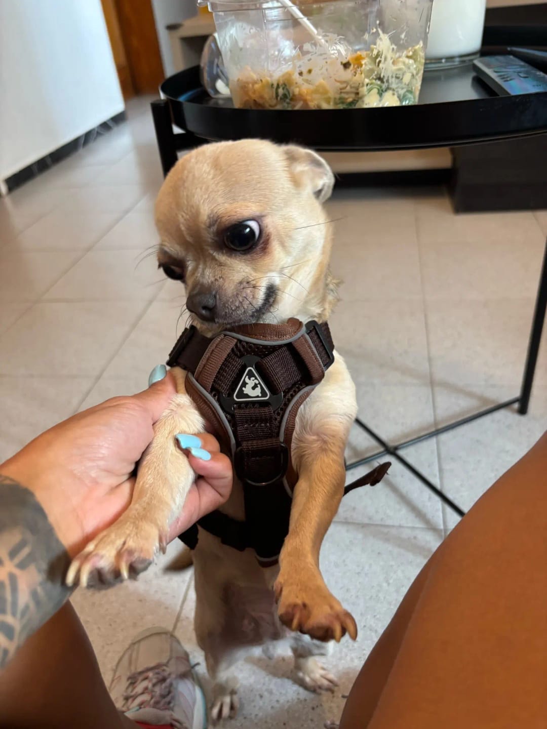 Customer photo review of Harness and Leash Set for Small Dog and Cat